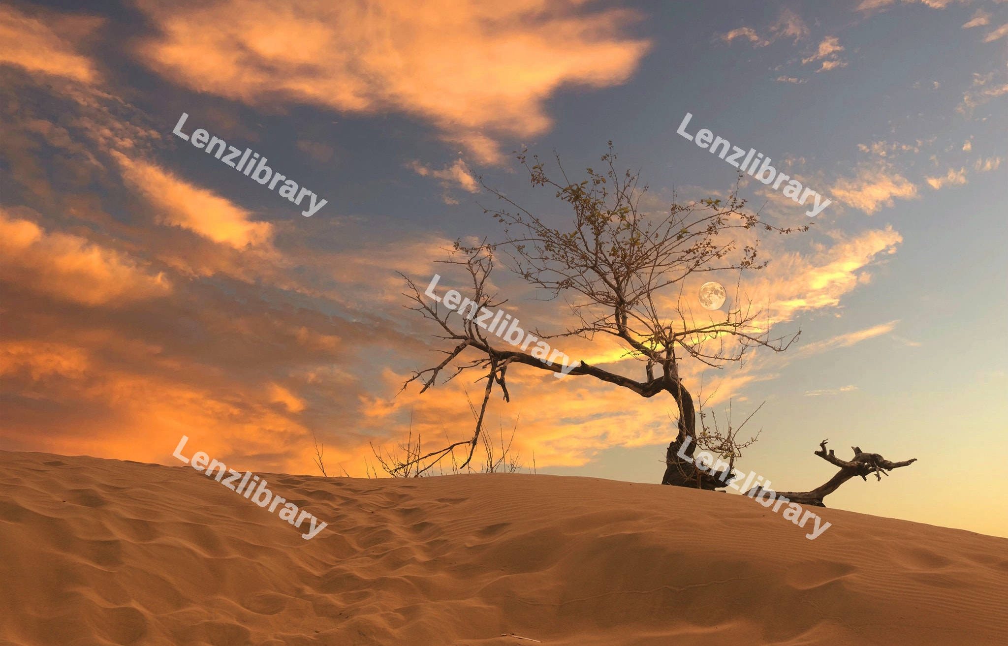 Dead tree in the desert